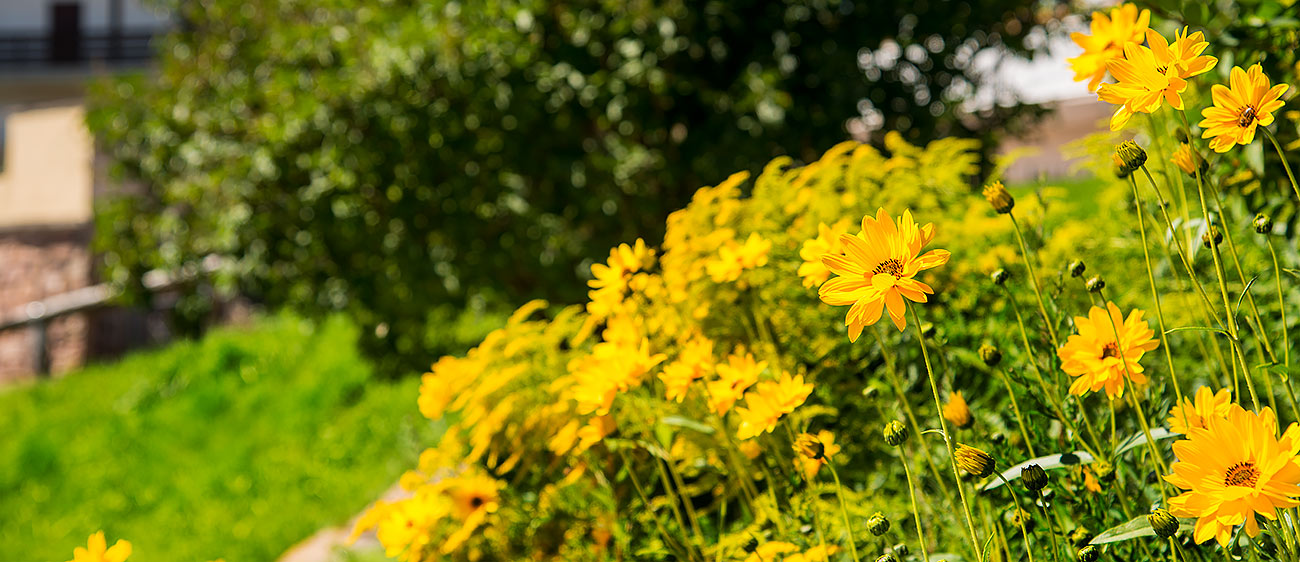 Yellow flowers in the foreground and a green bush on background