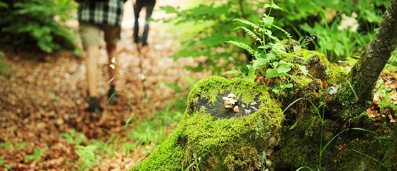 Two people walking in the woods looking for mushrooms