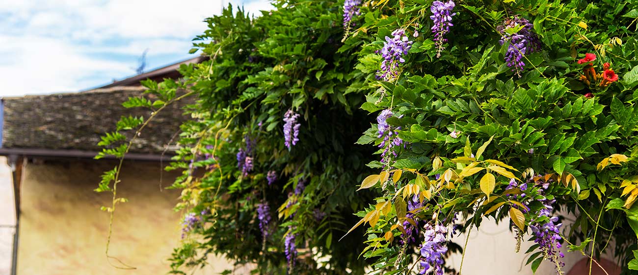 A wisteria blooming