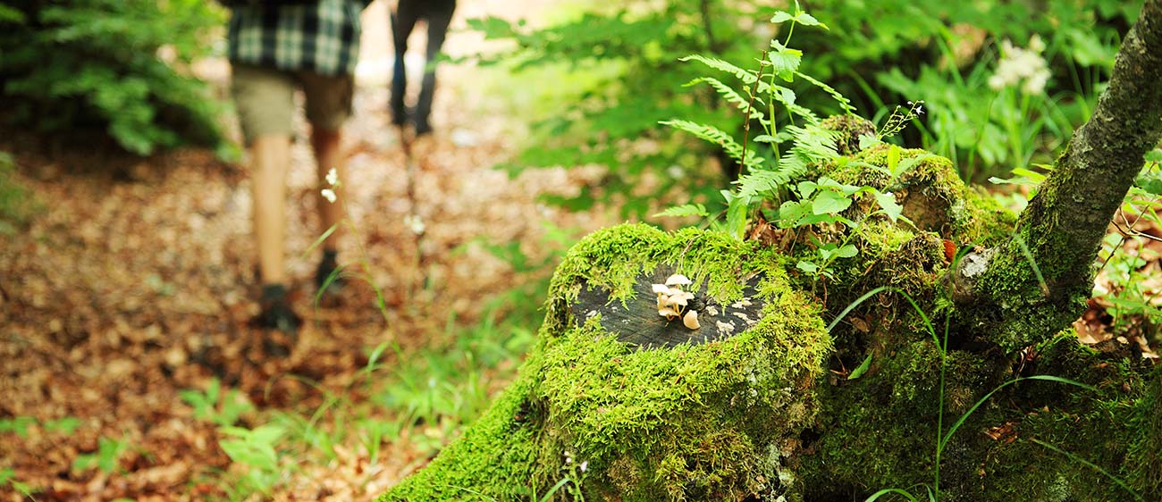 Due persone camminano in un bosco alla ricerca di funghi