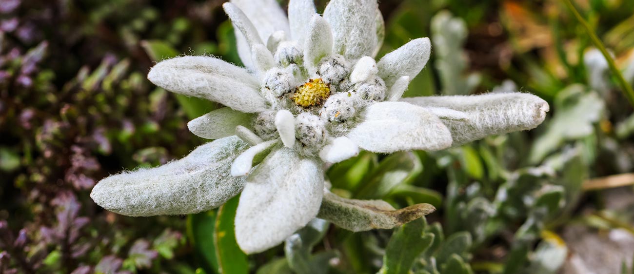 Un fiore di stella alpina visto da molto vicino